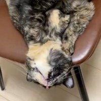イスの上で仰向けになって微動だにしない長毛のサビ猫