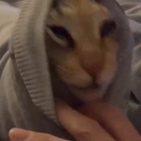 服の袖口を開いて猫の顔を出そうとする飼い主