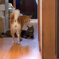 見つめ合うふたり