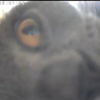 目だけ動かす猫