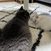 眠そうな子猫に近づく猫