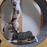 キャットホイールの壁にしがみつきながら回転する三毛猫