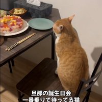 椅子に座っている猫