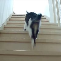 階段を上る猫