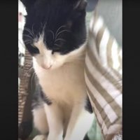 撫でられている猫