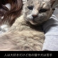 抱っこされる猫