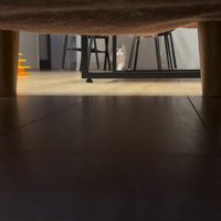 部屋の隅に立つ猫