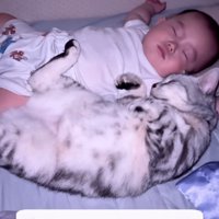添い寝する猫と赤ちゃん