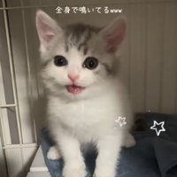 ケージの中で鳴く子猫