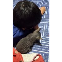 男の子と猫