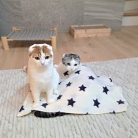 毛布を使う2匹の猫