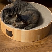 爪とぎをする猫
