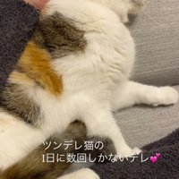 飼い主に撫でられて気持ち良さそうにしている猫