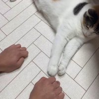 右手にちょいちょいする猫