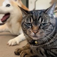対照的な表情の犬と猫