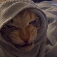 袖口から顔を出して不機嫌そうな顔をする猫