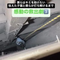 子猫を救出する場面