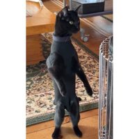 ストーブの前にいる猫