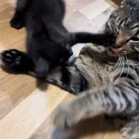 先住猫と遊ぶ子猫
