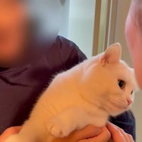 抱っこされている猫