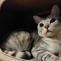 爪とぎの中にいる猫