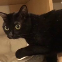 カメラ目線のまま歩き出す猫