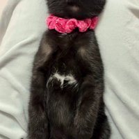 仰向けで寝る黒猫