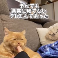 ママさんの指をカミカミするスコティッシュフォールド