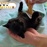 ブラッシング中の黒子猫