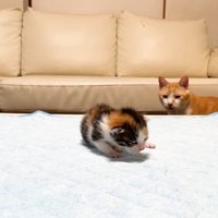 こちらを向いたむぎくん