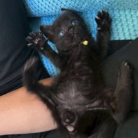 飼い主の腕の上でへそ天している子猫