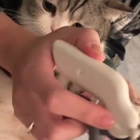 爪を切られる猫