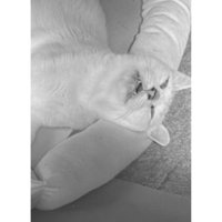 寝ている猫たち