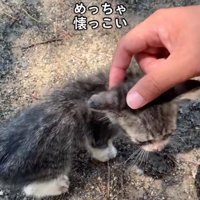 撫でられる子猫