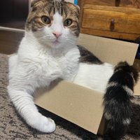 箱に入る猫