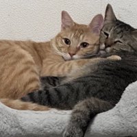 茶トラ猫とキジトラ猫