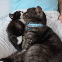 くっつきあう子猫と成猫（アップ）