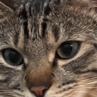 舌を出す猫