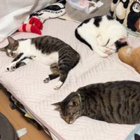 気持ちよさそうに寝る猫