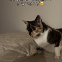 「助けたいけど…」と書かれた写真