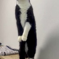 後ろ足で立ち上がる猫