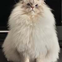 お座りをしている猫