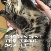 目をつむりながら両前足を上げている猫