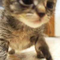 こちらに向かってくる子猫