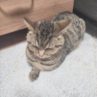 右手をしまい忘れた、香箱座りをする猫