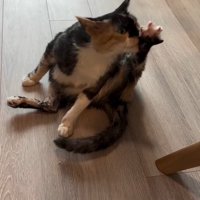 毛づくろいする猫