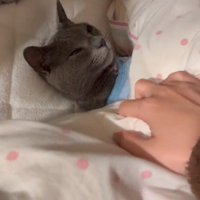 仰向け姿勢で布団の中に入っている猫