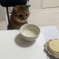 椅子に座っている猫