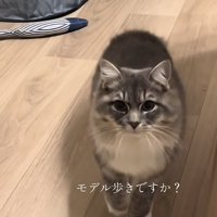 「モデル歩きですか？」のテロップ写真