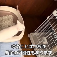 向かい合う猫